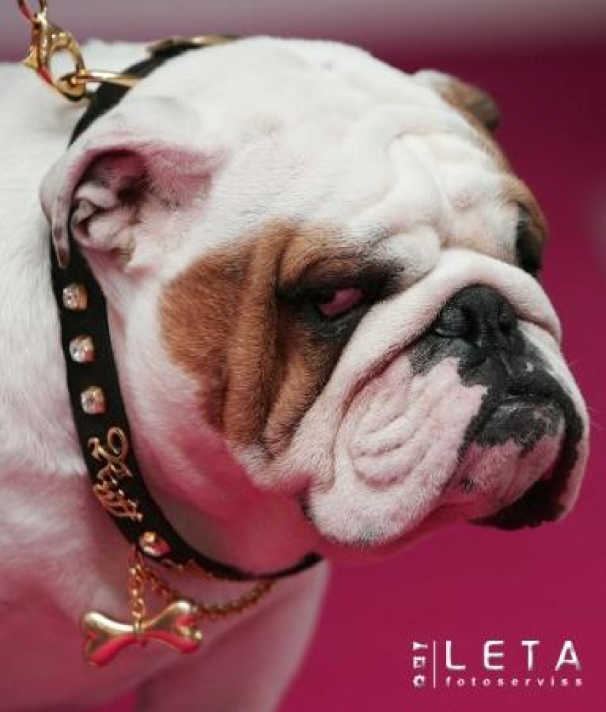 Angļu buldogs vārdā Ričijs demonstrē Londonas veikalā 