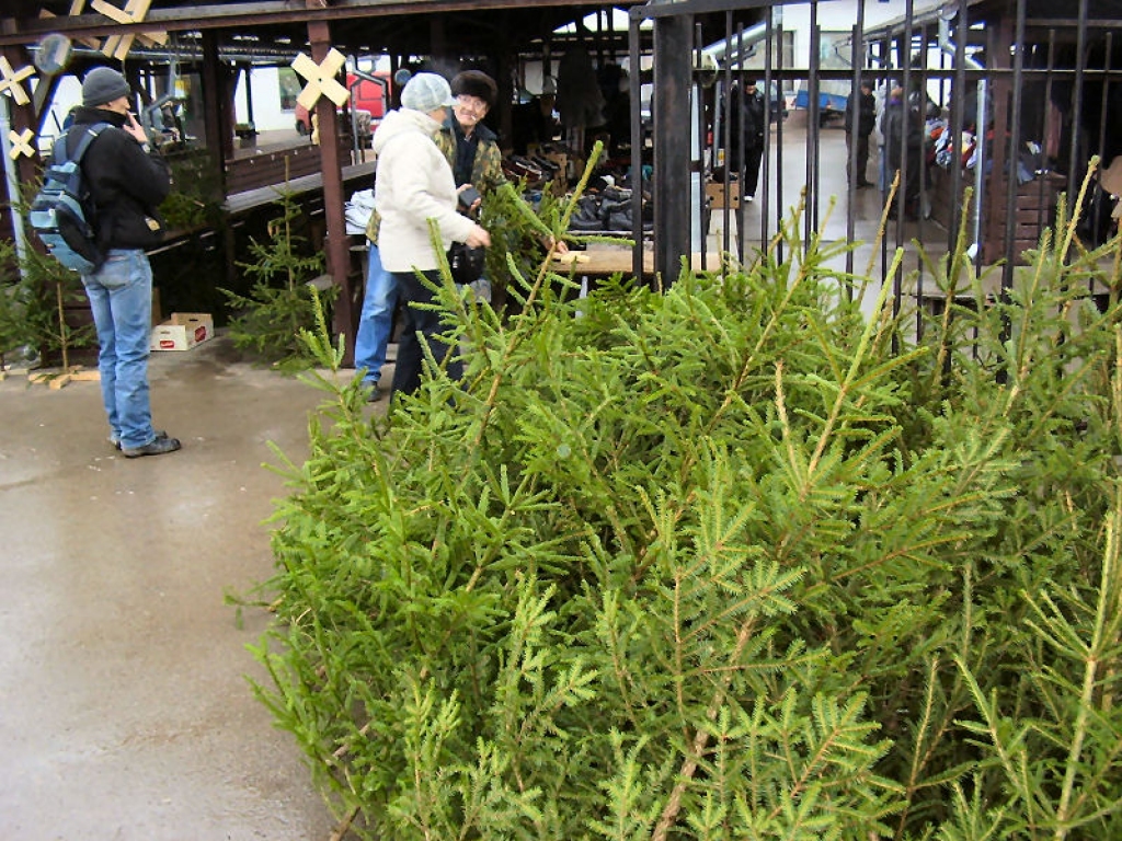 Bauzes tirgū egles pārdod divās vietās.
Autors: Uldis Varnevičs