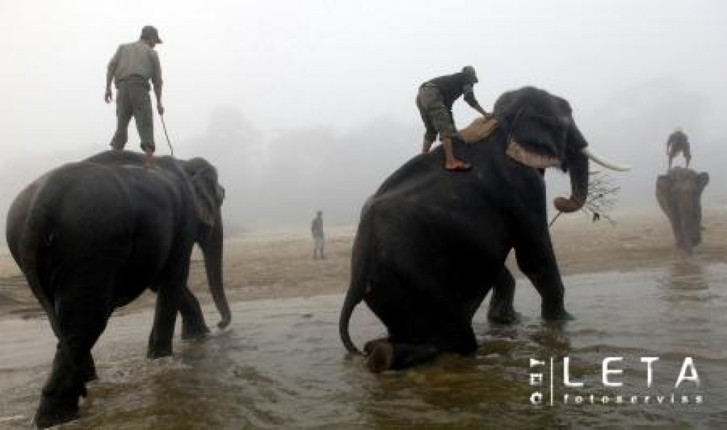 Nepālas ziloņu kopēji peldina savus dzīvniekus Rapati upē.
Autors: AFP/LETA