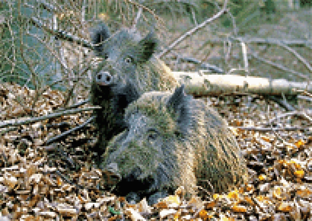 Fotoattēlam ilustratīva nozīme.