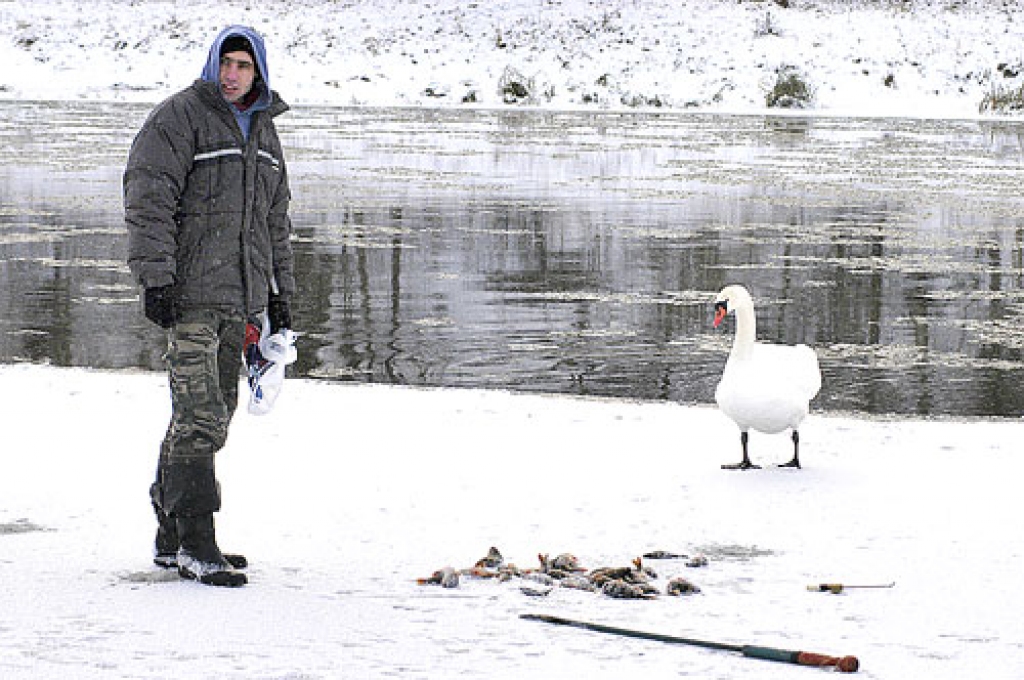 Mūsas gulbis izkāpis uz ledus novērtēt Alda Ozoliņa šīsziemas pirmo lomu.
Autors: Ivars Bogdanovs.