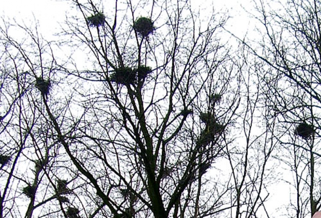 Krauķu ligzdas kokos pie Brīvības bulvāra Bauskā.
Autors: no «Bauskas Dzīves» arhīva