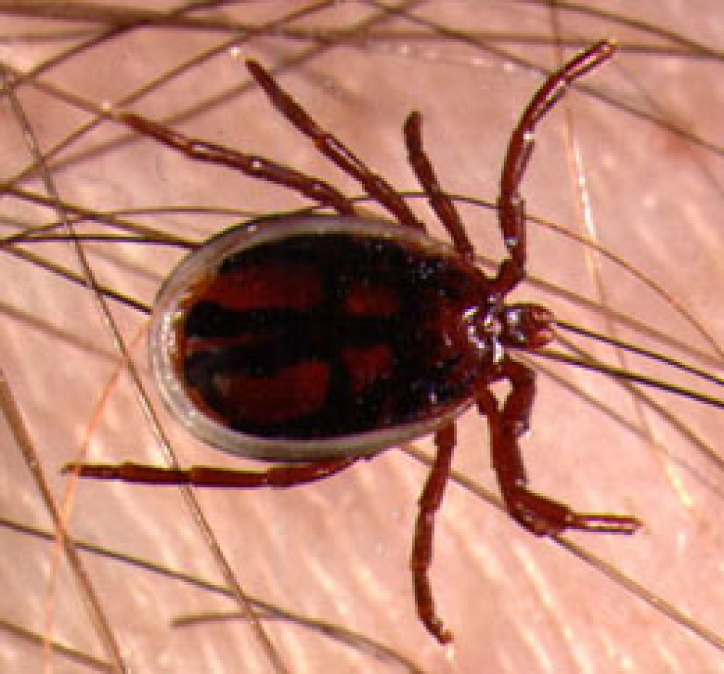 Jau agrā pavasarī dabā pēc ziemas miega parādās ērces. Ērces ir parazīti, kuriem, lai eksistētu, nepieciešams sūkt mugurkaulnieku asinis.
Autors: www.vm.gov.lv