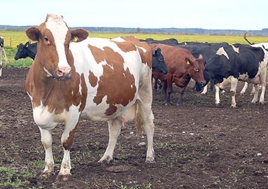 Fotoattēlam ilustratīva nozīme.