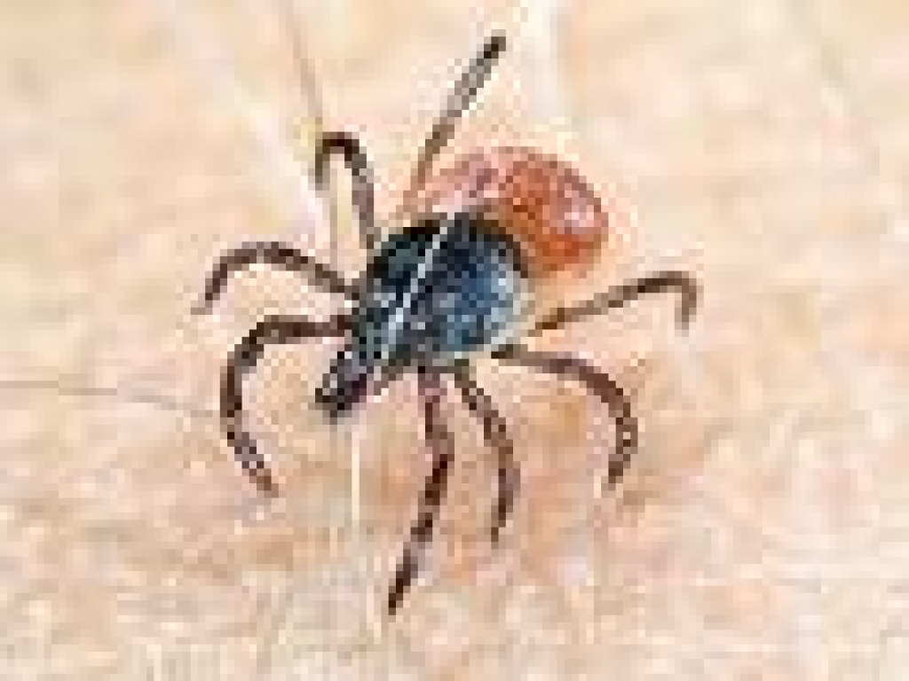 Līdzko paliek silts laiks, ērces kļūst aktīvas, meklē sev upurus.
Autors: www.ogresvestis.lv