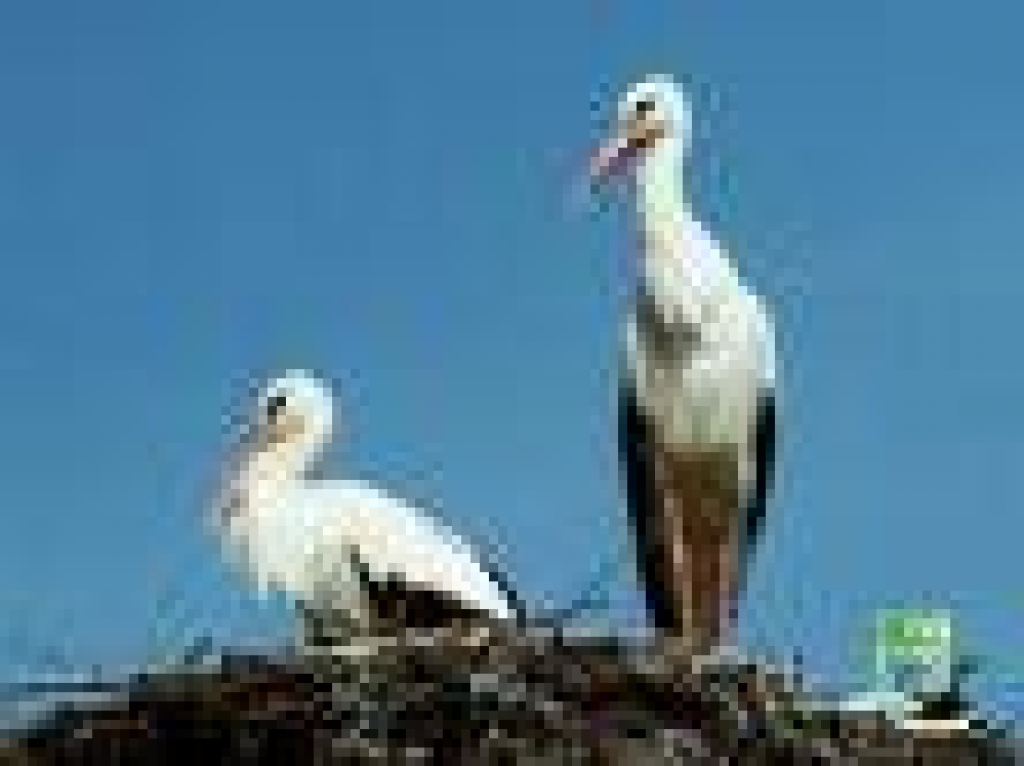 Attēlam ilustratīva nozīme.
Autors: www.home.lv