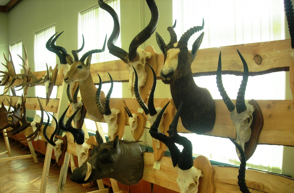 Dienvidāfrikā nomedīto eksotisko dzīvnieku trofejas bija atveduši arī vairāki Bauskas rajona mednieki.
Autors: Sandra Danosa