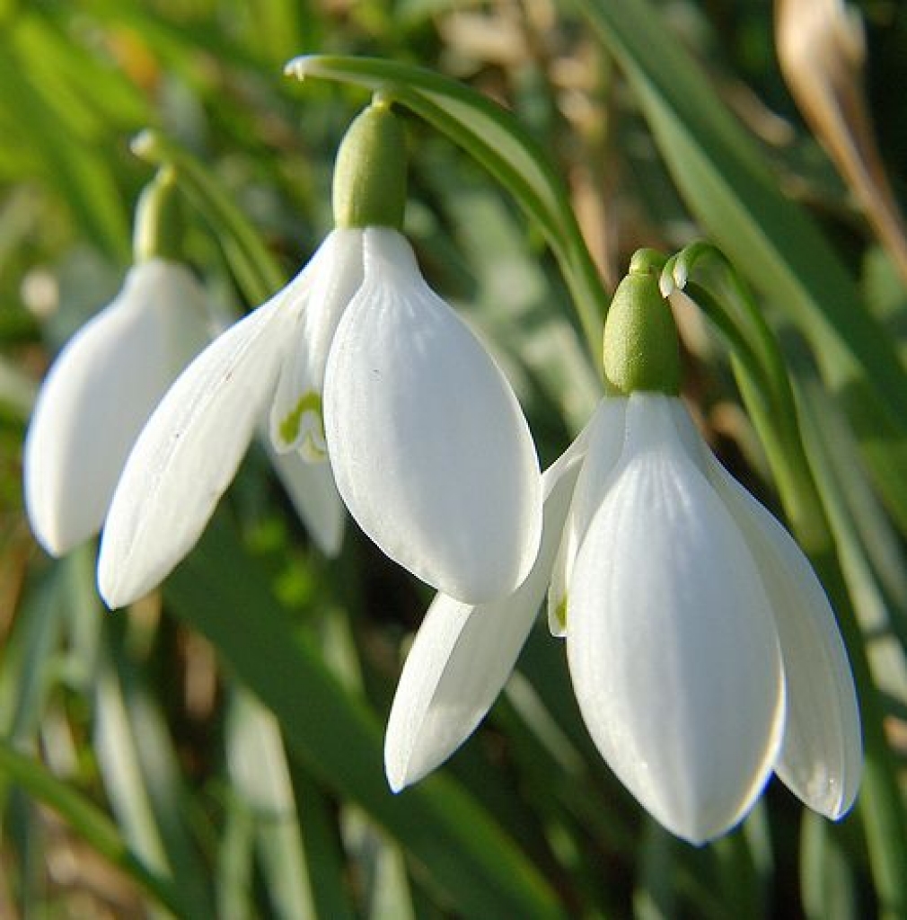 Vienas no pavasara vēstnesēm - sniegpulkstenītes.
Autors: www.sveikinimai.com