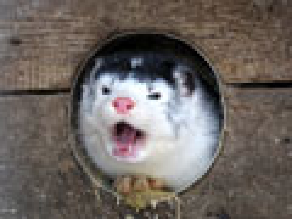 Fotoattēlam ilustratīva nozīme.
Autors: www.latgaleslaiks.lv