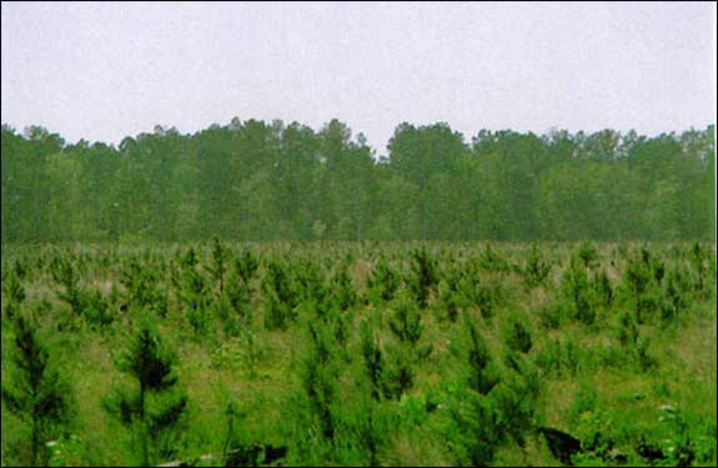 Attēlam ir ilustratīva nozīme.
Autors: www.tpwd.state.tx.us