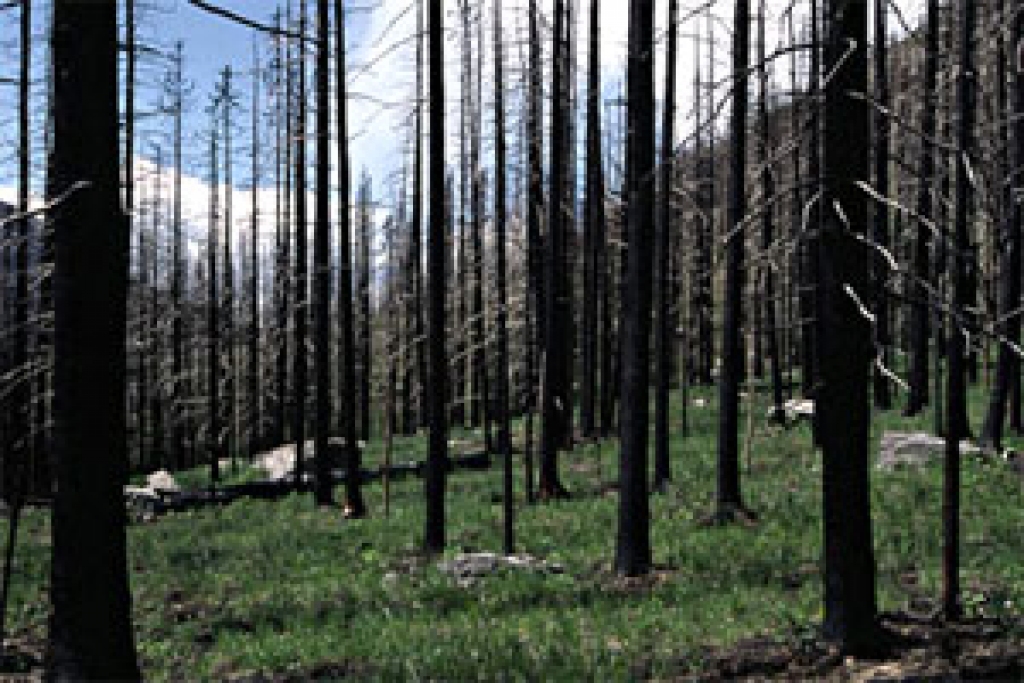 Fotoattēlam ilustratīva nozīme.
Autors: www.videsvestis.lv