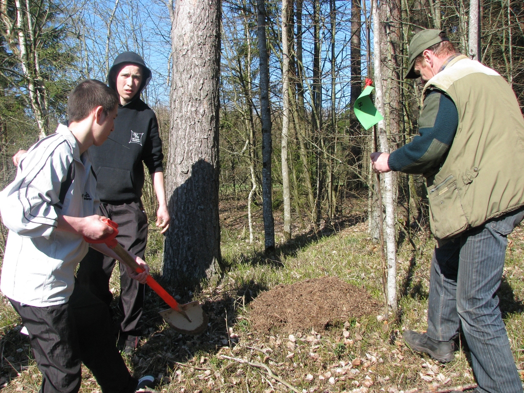 No vietas, kur tas varētu traucēt, skudru pūznis pārnests meža malā, piesaulītē. Galvenie šīs atbildīgās operācijas veicēji bija Pamūšas internātpamatskolas 9. klases audzēkņi, brāļi Mihails (no kreisās) un Aleksejs Nosovi. 
Autors: Ivars Bogdanovs