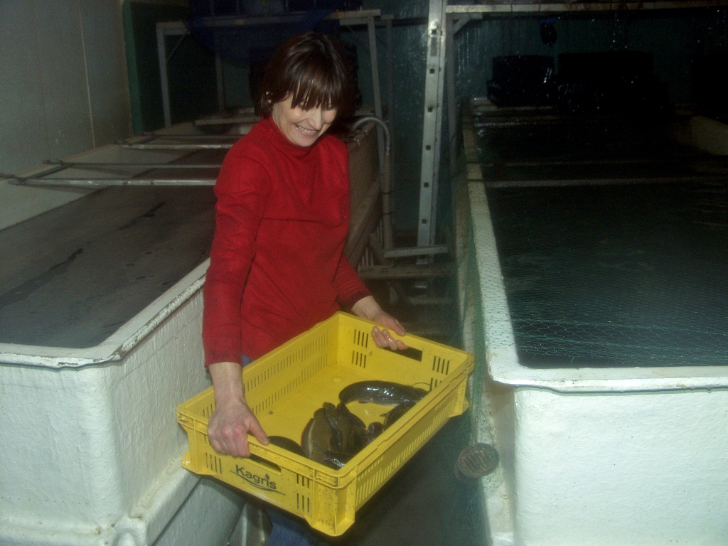 Izaudzētos samus uzņēmums realizē tikai Latvijā - galvenokārt HoReCa sektorā, nedaudz arī mazumtirdzniecībā.
Autors: No arhīva.