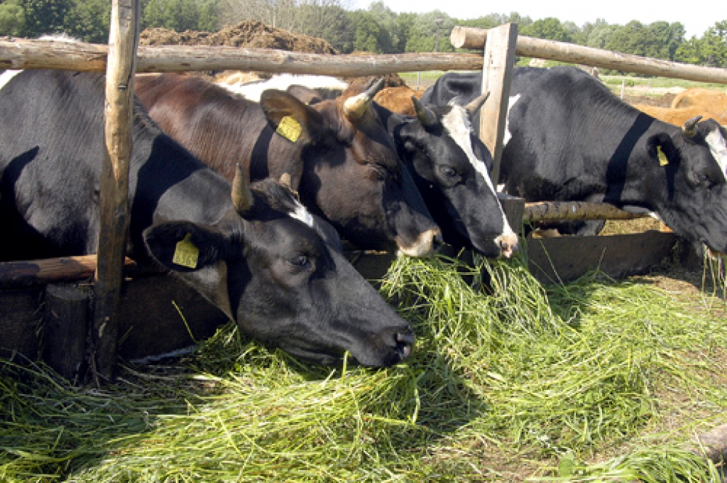 Attēlam ilustratīva nozīme.
Autors: no «Bauskas Dzīves» arhīva