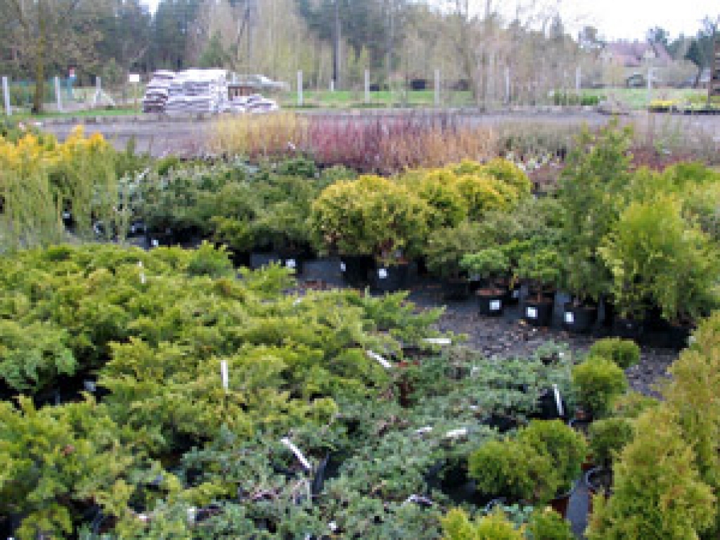 Bauskas dārzkopji galvenokārt vēlas saņemt praktiskus padomus apstādījumu veidošanā, stādu izvēlē.
Autors: www.jld.lv