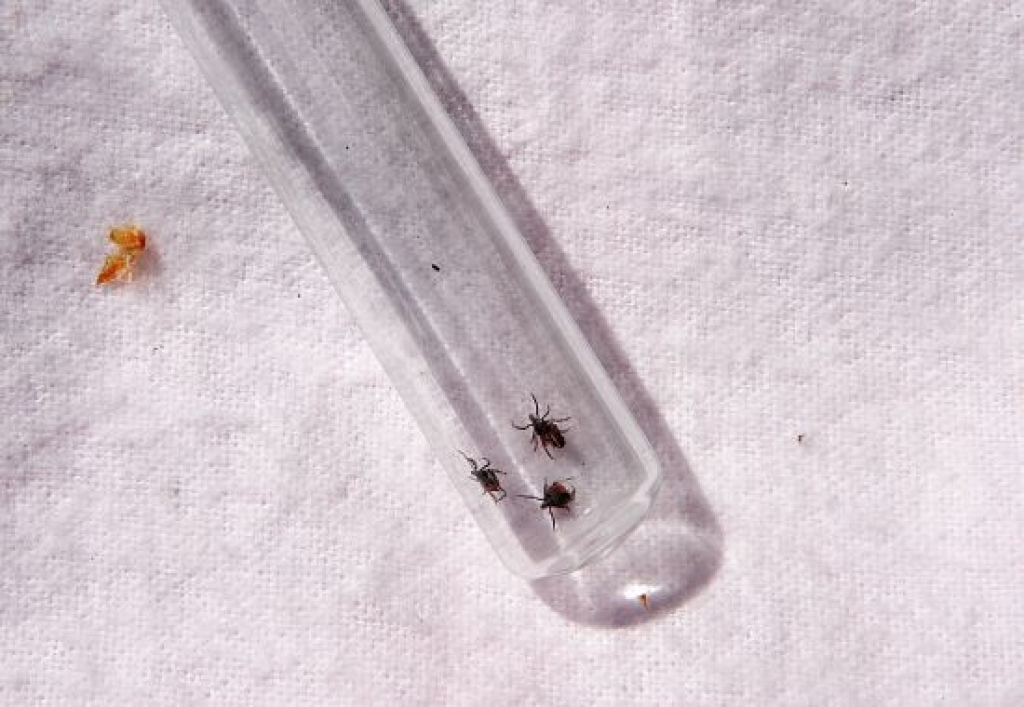 Autors: Kristaps Kalns, Diena 