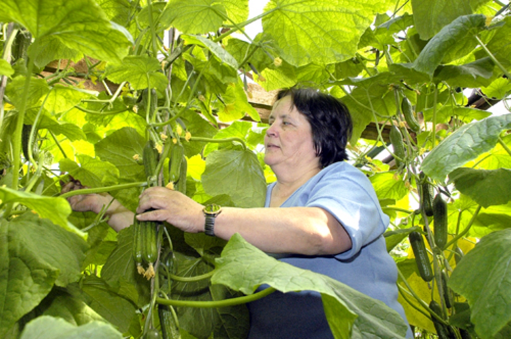 Lai nolasītu ķekaros aizmetušos gurķus, siltumnīcas strādniecei Leokādijai Gaižauskai vajadzīgas kāpnes.
Autors: Ivars Bogdanovs
