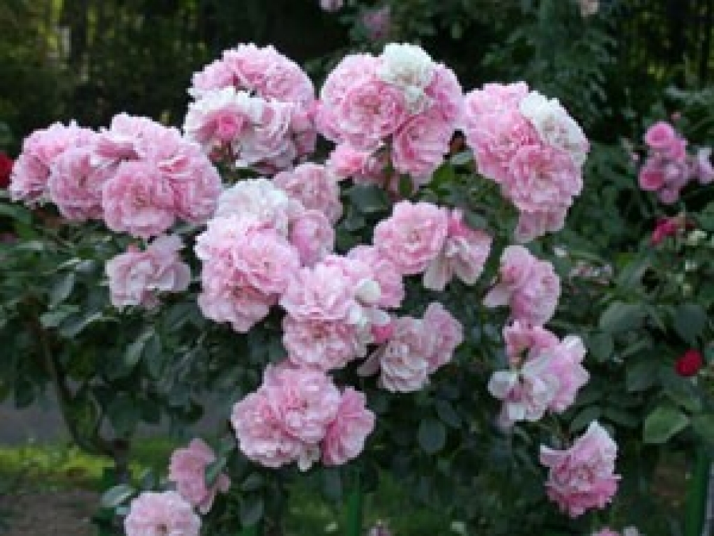 Fotoattēlam ilustratīva nozīme.
Autors: www.apollo.lv