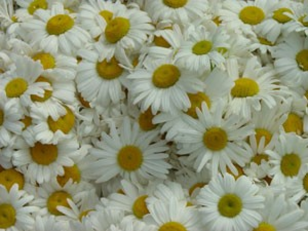 Fotoattēlam ilustratīva nozīme.
Autors: www.apollo.lv