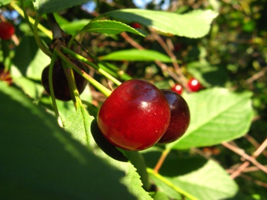 Fotoattēlam ilustratīva nozīme.
Autors: thezeezee.files.wordpress.com