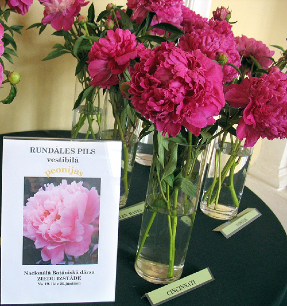 Rundāles pils gaiteņos apskatāma Nacionālā botāniskā dārza peoniju izstāde.
Autors: Anita Rozentāle