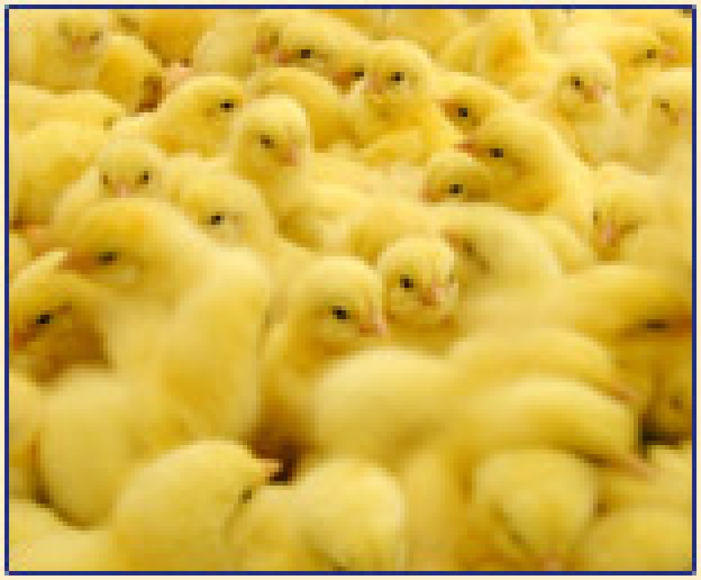 Autors: www.lielzeltini.lv