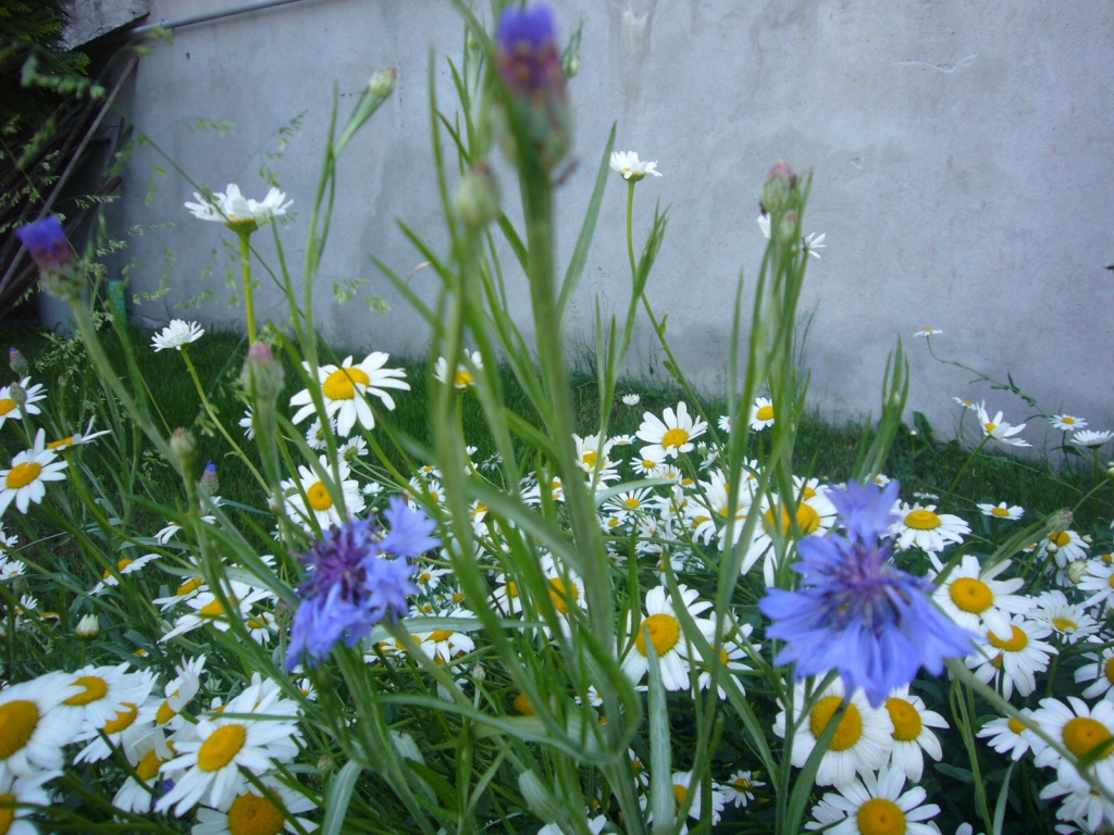 Laiks, kad priecē gada īsākā nakts un garākā diena, kad līgo pļavas ziedos, kad ir vasara.
Autors: No 