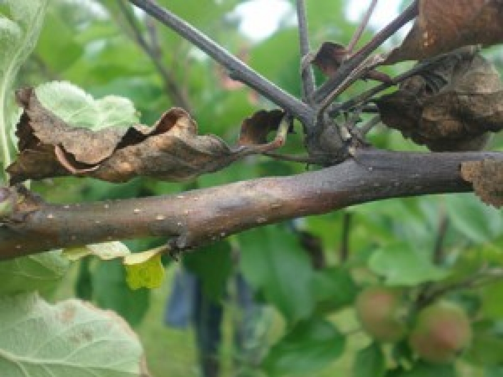 Baktērijas izplatību ietekmē laika apstākļi, taču tie pašreiz nav labvēlīgi baktērijas tālākai izplatībai. Slimības izplatību ietekmē arī pagājušajā gadā veiktie ierobežošanas pasākumi, par kuru efektivitāti varēsim spriest tikai pēc šīs vasaras, redzot reālo situāciju pēc pārbaudēm.
Autors: www.apollo.lv