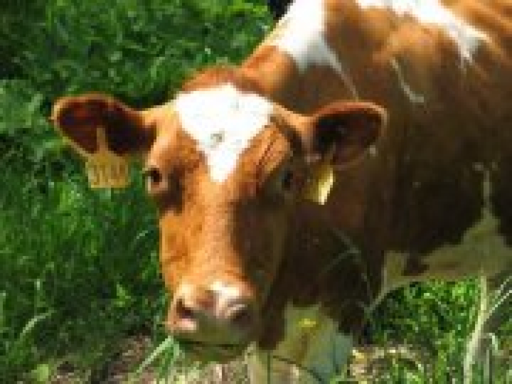 Fotoattēlam ilustratīva nozīme.
Autors: www.valmierai.lv