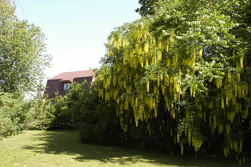 Zem bagātīgā zelta lietus ziedu kalna tikpat kā nav saredzamas zaļās lapas.
Autors: Ivars Bogdanovs