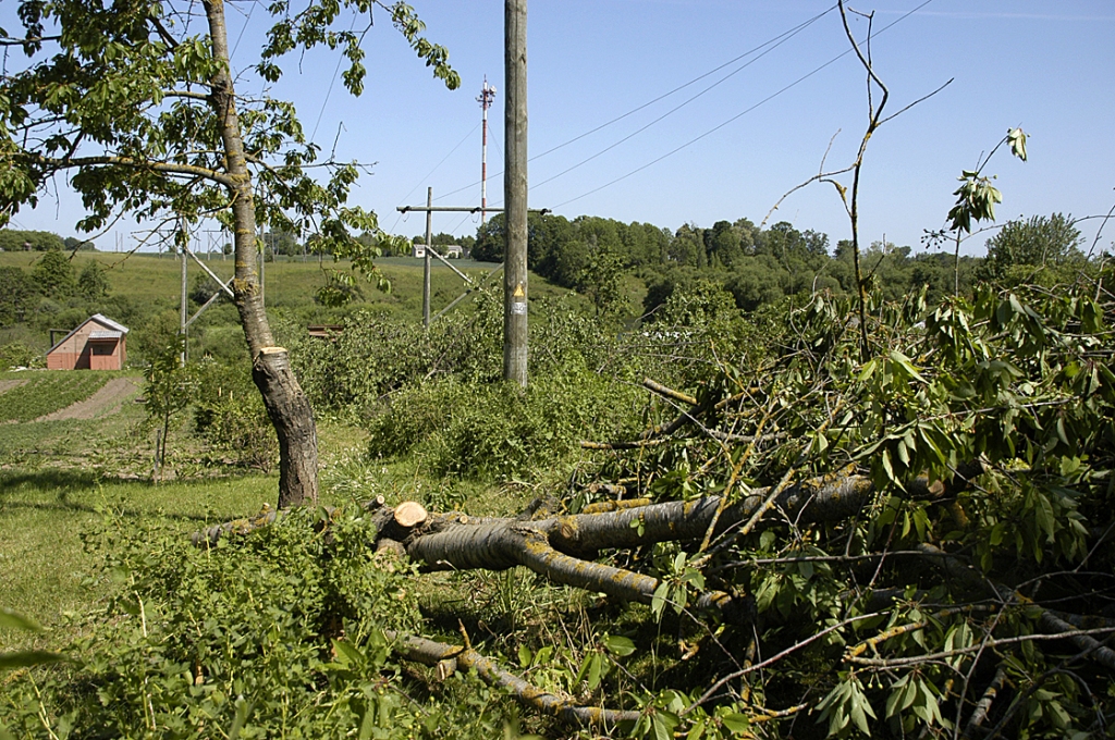 Savā dārziņā Lielupes krastā 5. jūnija rītā saimnieki pamanīja postažu – nozāģētas ābeles, plūmes, ķirši. 
Autors: Ivars Bogdanovs