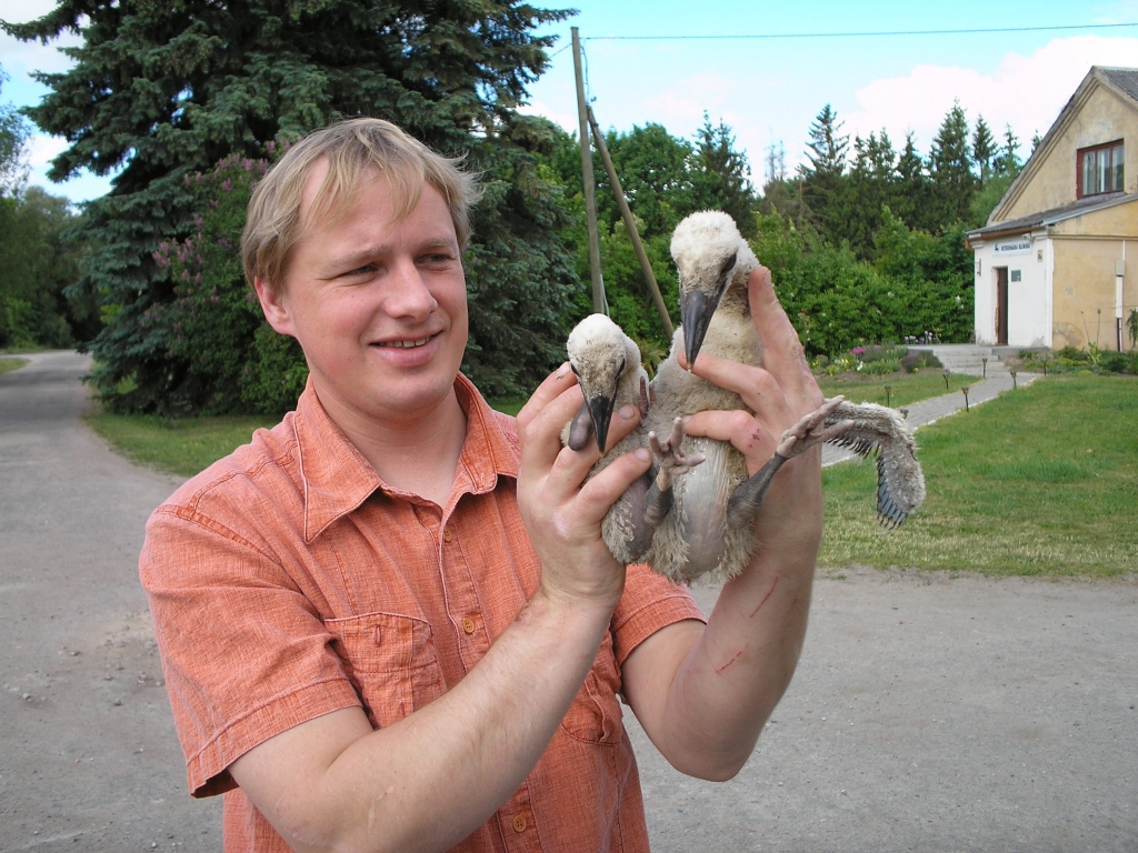 Veterinārais ārsts Jānis Bite ar cietušajiem stārķēniem, kad dzīvi vēl ir abi putnēni.
Autors: Aivars Legzdiņš