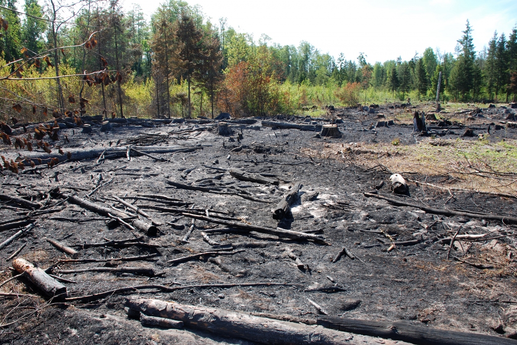 Piektdien, 30. maijā, uguns lokalizēts privātajā mežā Iecavas novadā.
Autors: No albuma.