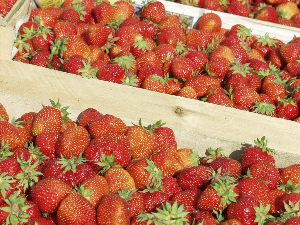 Aromātiskas ogas Bauzes tirgū Bauskā ir sākuši tirgot vietējie zemnieki. Cenas svārstās no trim līdz četrarpus latiem par kilogramu ogu. 
Autors: Ivars Bogdanovs