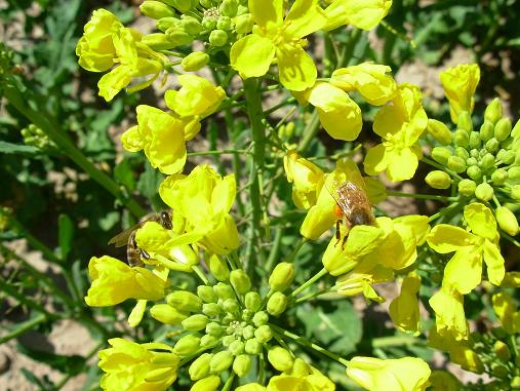 Pēdējos gadus rapši prasa vairāk rūpju, jo to ražību ietekmē kaitēkļi.
Autors: no «Bauskas Dzīves» arhīva