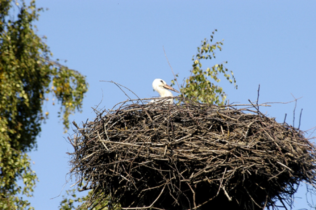 Attēlam ilustratīva nozīme.
Autors: no «Bauskas Dzīves» arhīva
