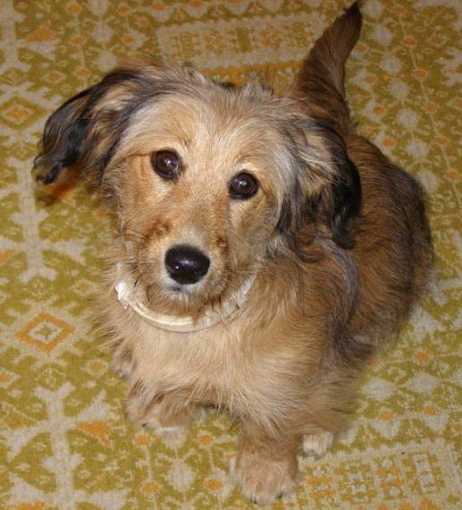 Pūūūciņa
Autors: Zigurds Niedrītis