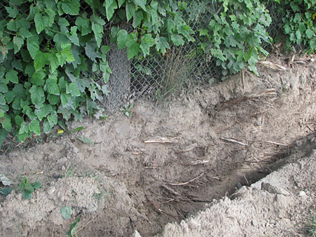 Rokot tranšeju Dārza ielā, bojātas kļavu saknes. Speciālisti cer, ka koki izturēs šo pārbaudījumu un turpinās zaļot arī pēc remontdarbiem.
Autors: Vilnis Auzāns