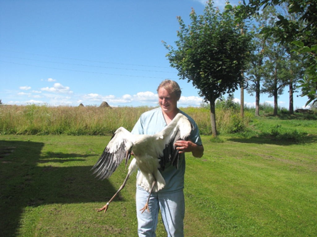 Veterinārijas ārsts Jānis Bite kopa un izaudzēja bojā ejai lemto stārķu bērnu.
Autors: Juris Iļņickis