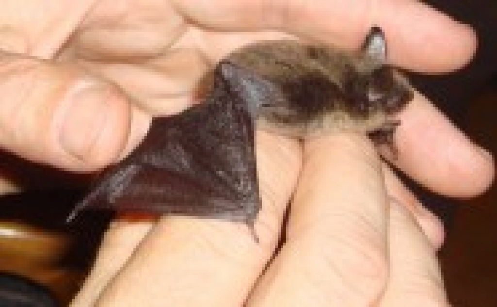 Autors: fotodelfi.lv