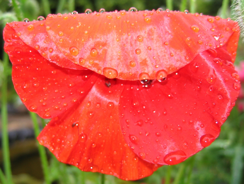 Fotoattēlam ilustratīva nozīme.
Autors: leo.minstere.de