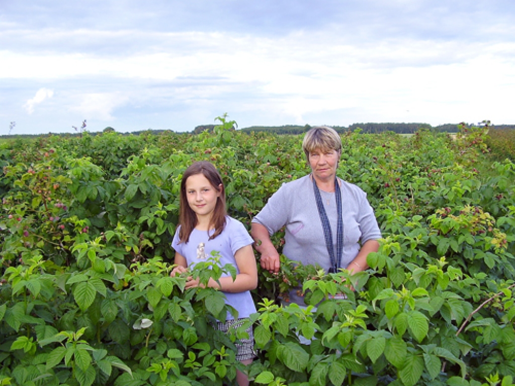 Codietei Zinaīdai Spundiņai (no labās) un viņas mazmeitai Lindai ogu laiks paiet aveņu stādījumos. 
Autors: Uldis Varnevičs
