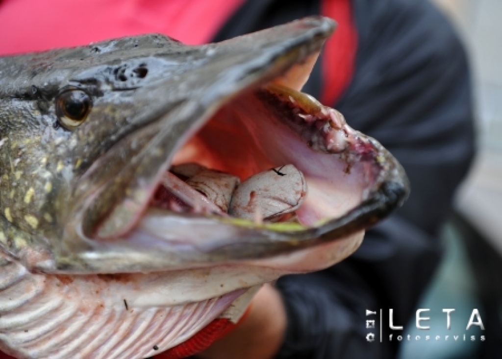 02.07.2008. Veiksmīgā makšķernieka Egīla Miltiņa Lielupē netālu no Staļģenes noķertā 17,2 kg smagā līdaka.
Autors: LETA