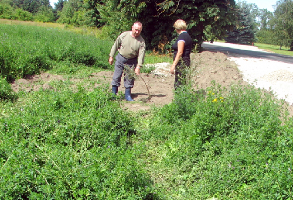 Rundāles pagasta «Ēveļu» saimniekiem uz viņu zemes nodarīts postījums – izbraukāta lucerna un smilšērkšķu stādījumi, zemē paralēli ceļam redzamas smagās automašīnas sliedes.