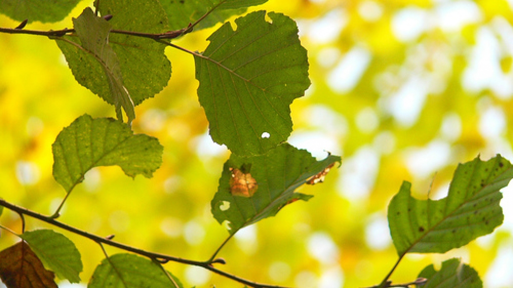 Fotoattēlam ilustratīva nozīme.
Autors: /static.flickr.com