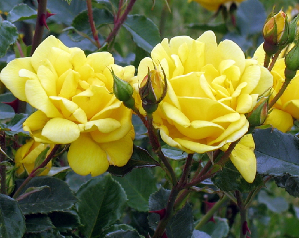 Autors: no «Bauskas Dzīves» arhīva.