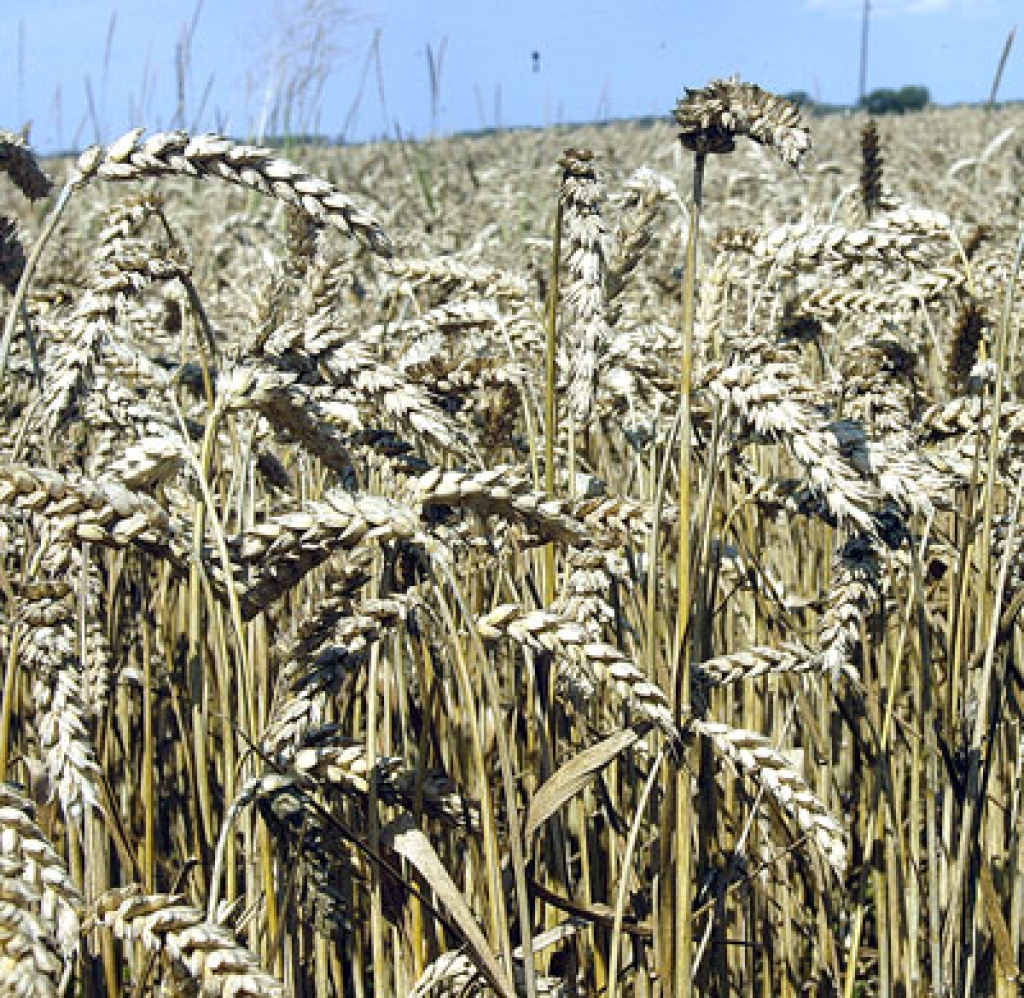 Attēlam ir ilustratīva nozīme.
Autors: no «Bauskas Dzīves» arhīva