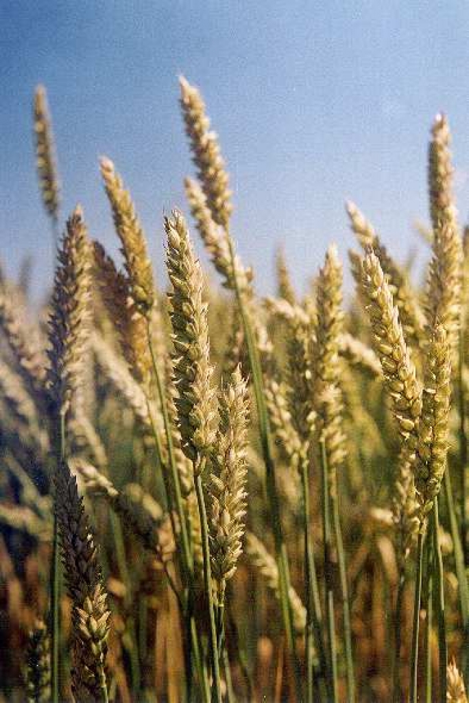 Attēlam ir ilustratīva nozīme.