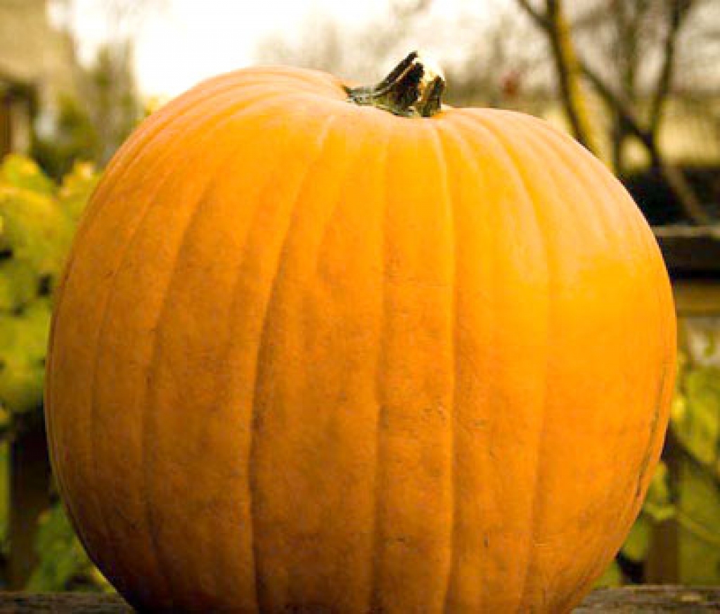 Ķirbju sula ar medu nomierina, der kā miega līdzeklis, lietojama diabētiķiem un pret aptaukošanos. 