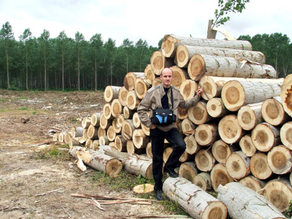 Jānis Folkmanis, meža īpašnieku apvienības «Bārbele» vadītājs, stāv pie papeļu apaļkokiem.  Baļķi iegūti no 16 gadu vecas papeļu audzes. Īpašnieks Francijā lēš, ka peļņa no hektāra būs astoņi tūkstoši eiro.